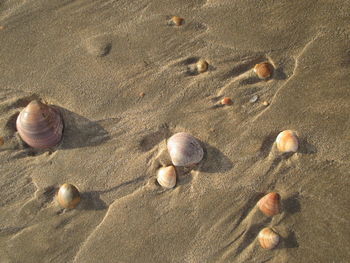 Seashells on sand