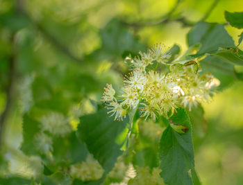 Beautiful linden tree blossoms in the summer. medicinal, herbal, vegan, organic tea.