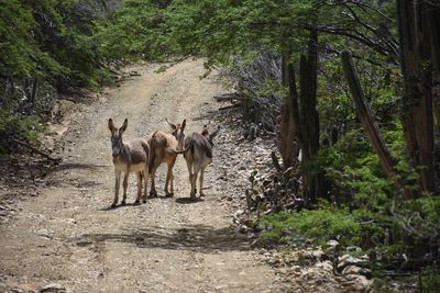 Horses standing in a forest