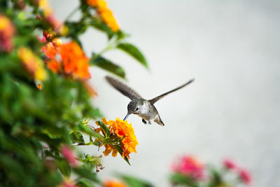 Close-up of hummingbird flying by flower