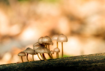 Close-up of mushrooms growing on tree trunk