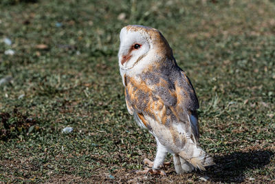 Tyto alba - barn owl