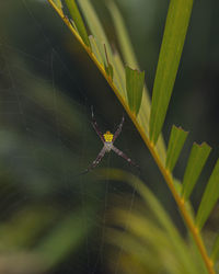 Close-up of spider on web