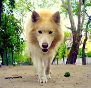 Portrait of a dog