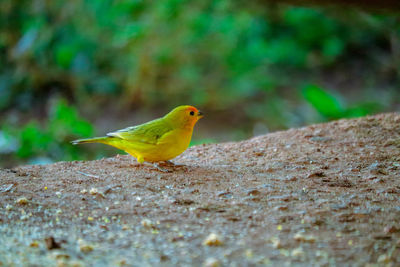 Close-up of bird perching on leaf against wall