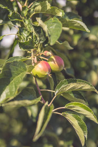 Close-up of berries growing on tree