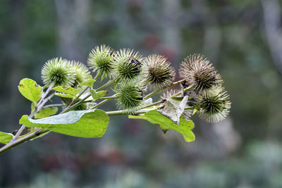 Close-up of flowering plant