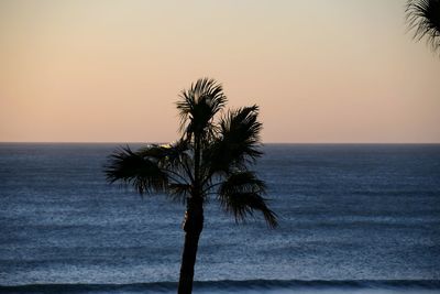 Palm tree by sea against sky during sunset