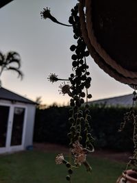 Close-up of plant against sky