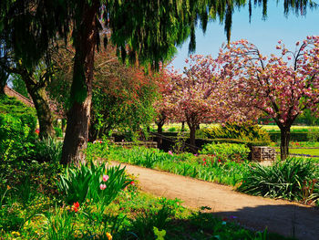 View of flowering plants in park