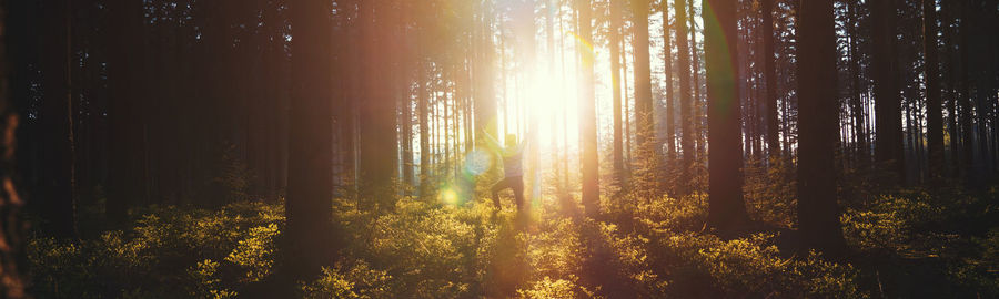 Sunlight streaming through trees in forest