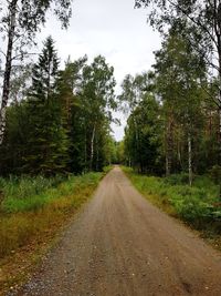 Dirt road along trees in forest