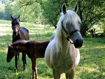 Horses standing on field