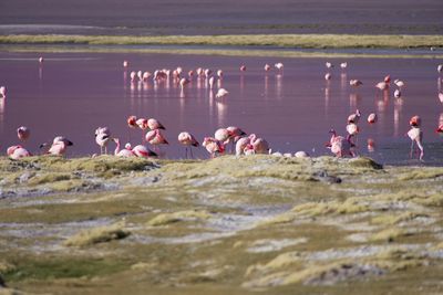 Flamingos in sea