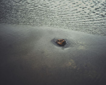 High angle view of shell on beach
