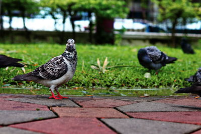 Pigeon perching on footpath