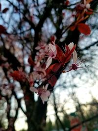 Close-up of pink cherry blossom