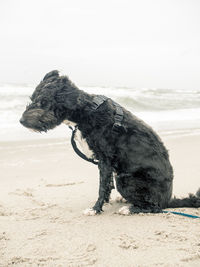 Dog on beach against sky