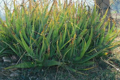 High angle view of succulent plant on field