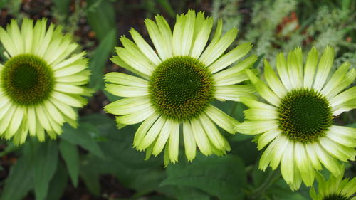 Close-up of flowers blooming outdoors