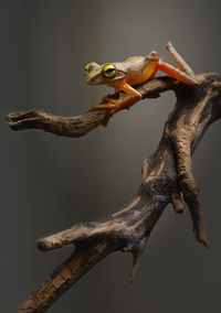 Close-up of lizard on branch against gray background