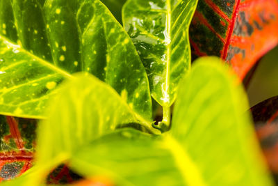 Close-up of green leaf