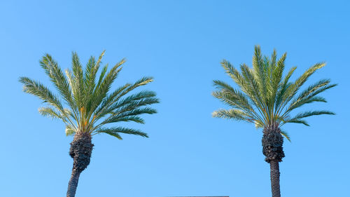 Low angle view of palm tree against clear blue sky
