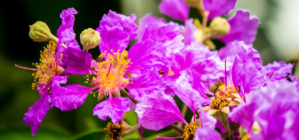 Close-up of purple flowering plants