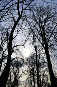 Low angle view of bare trees against sky