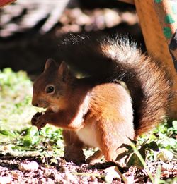 Close-up of squirrel on field