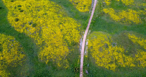 High angle view of yellow flowers on field