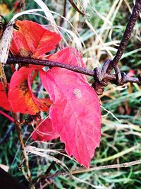 Close-up of red leaves on branch