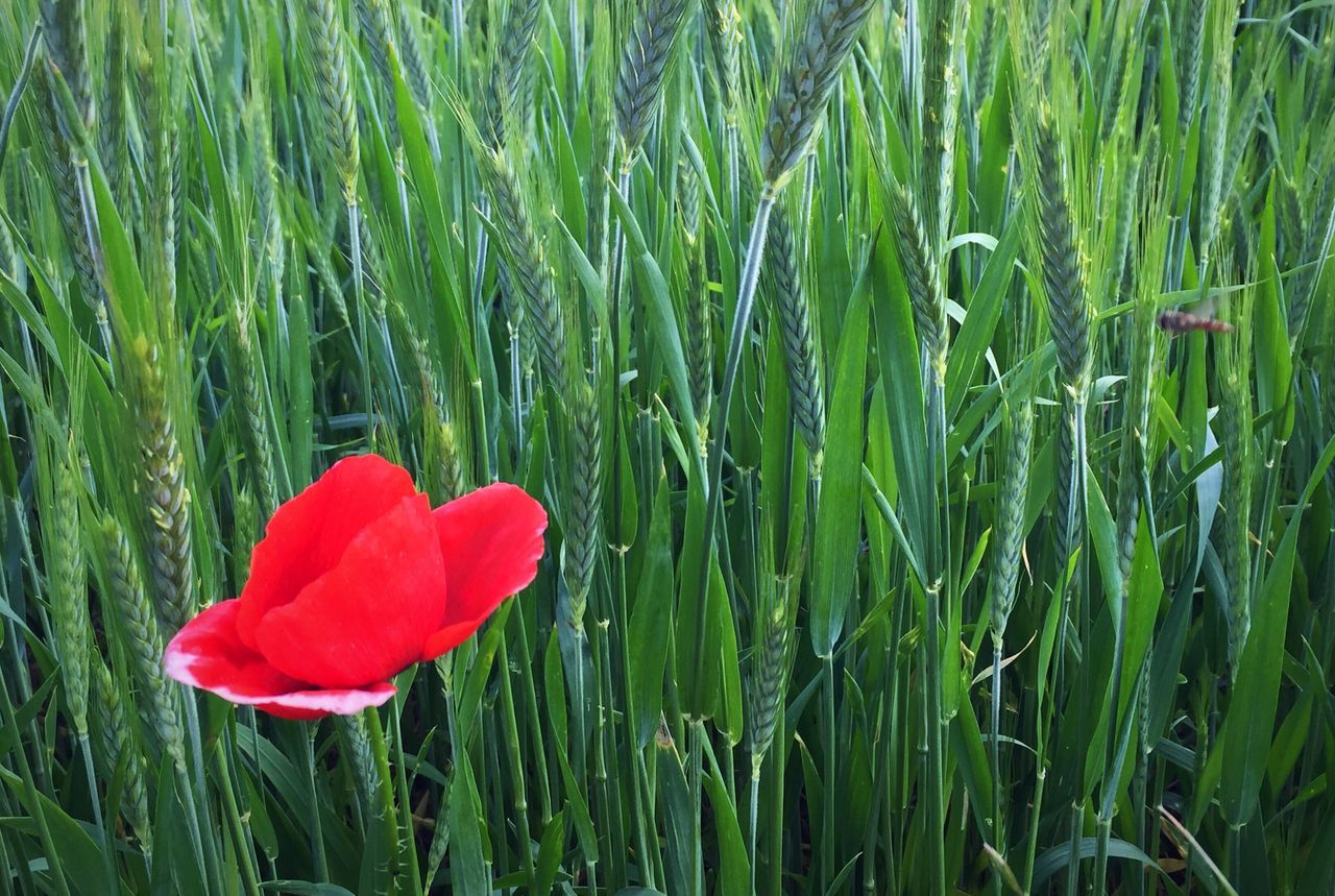 red, growth, flower, field, beauty in nature, freshness, grass, plant, nature, green color, poppy, tranquility, fragility, flower head, day, petal, outdoors, no people, close-up, tranquil scene