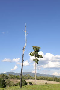 Tree on field against sky