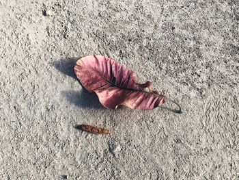 High angle view of dry leaf on sand