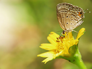 Close-up of butterfly pollinating on yellow flower