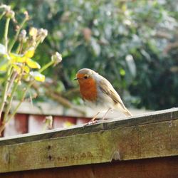 Bird perching on tree trunk