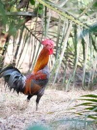 Close-up of rooster