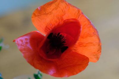 Close-up of red poppy flower