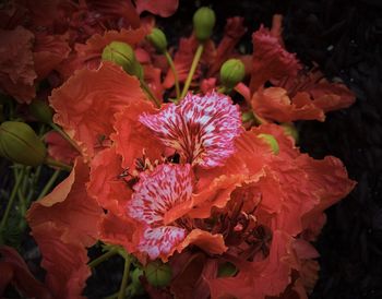 Close-up of red flowering plant