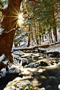 Stream passing through forest