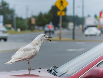 Close-up of bird perching on car