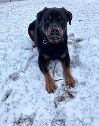 Portrait of dog on snow