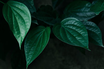 Close-up of green leaves