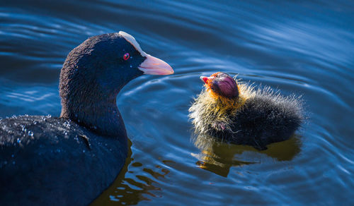 Duck swimming in a lake