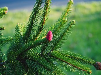 Pine cones on plant