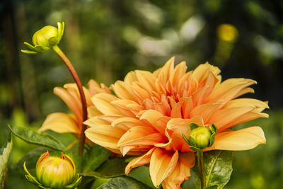 Close-up of yellow flowering plant