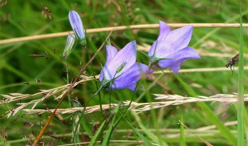 Close-up of purple flowers