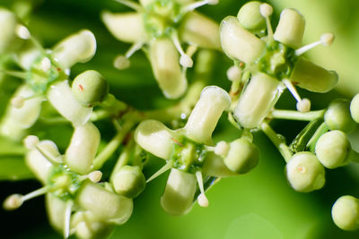 Close-up of vegetables