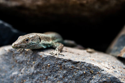 Close-up of lizard on rock